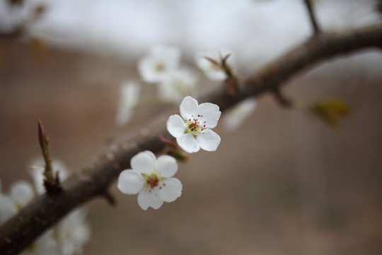 梨花