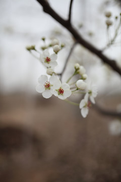 梨花