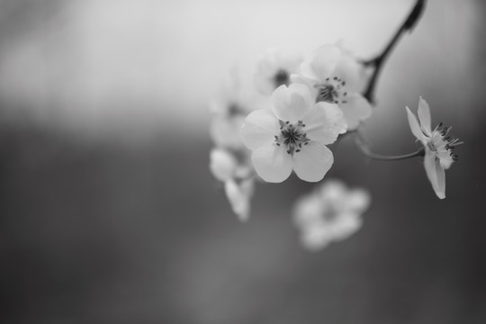 梨花