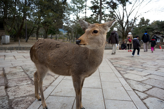 日本奈良东大寺