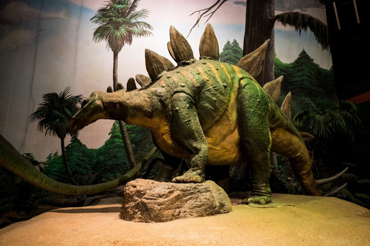 西雅图太平洋科学中心的恐龙模型