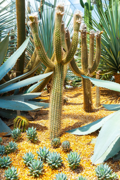 仙人掌种植在植物园