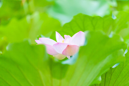 北京紫竹园夏日荷花