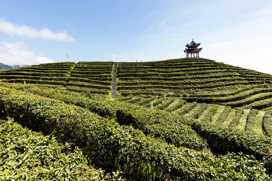 茶园湖北恩施中国