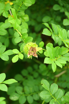 花 花卉 植物 草 果实