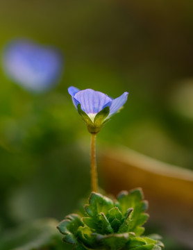 小蓝花