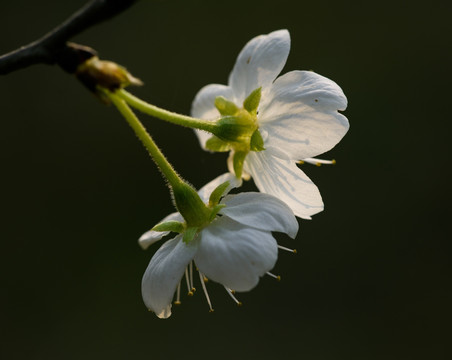 樱桃花