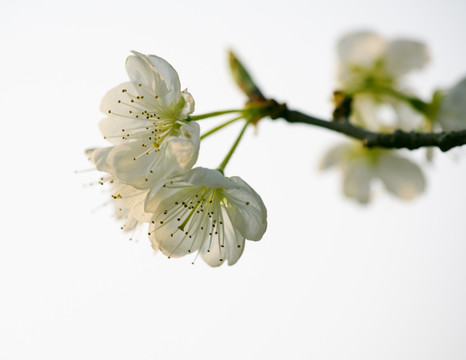 樱桃花