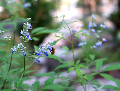 黄荆蜜蜂