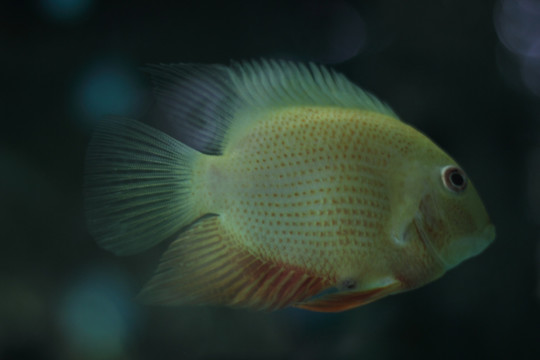 金鱼