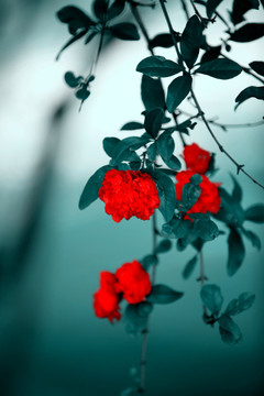 石榴花枝