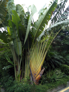芭蕉树