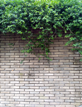 砖墙上的绿色植物