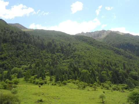 高原森林 山地风光