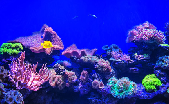 珊瑚 水族馆 水族缸