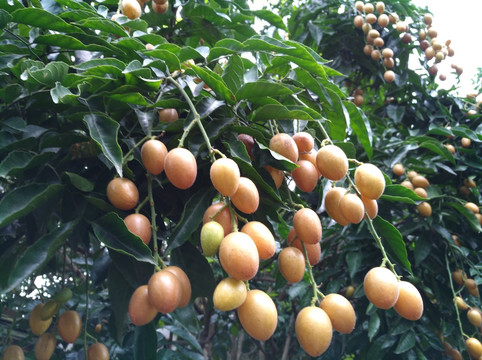 黄皮