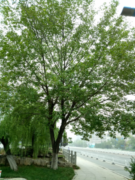 燕子树 平柳 枰柳