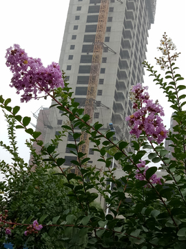 紫薇树