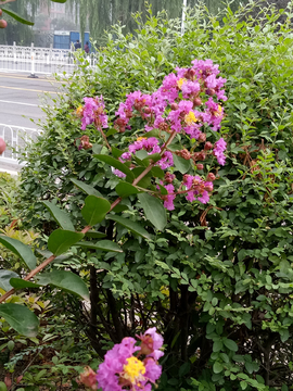紫薇树