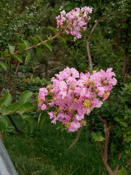 紫薇花 满堂红