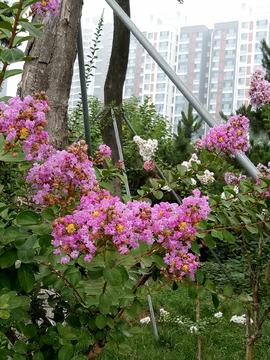 紫薇树