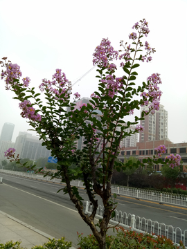紫薇树
