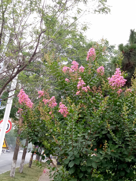 紫薇树