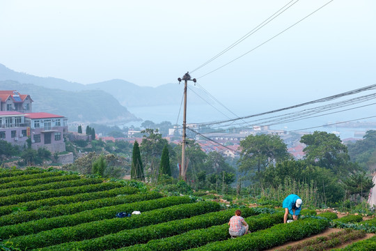 崂山 采茶