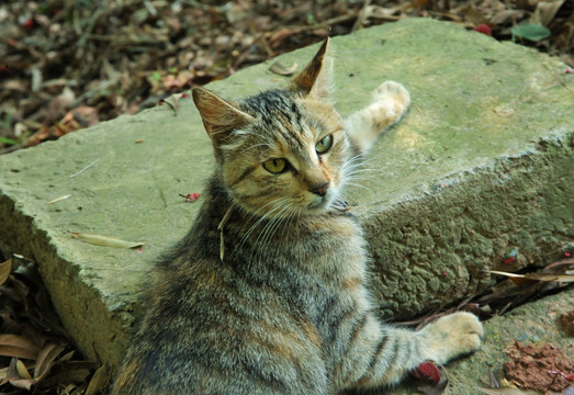 狸花猫