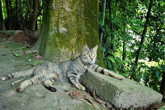 中国狸花猫