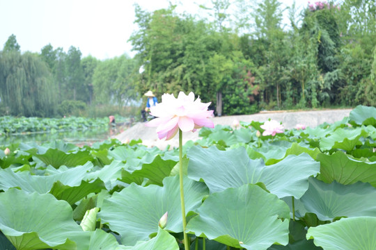 荷花池