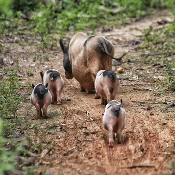 小猪跟妈妈回家