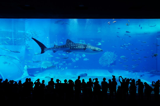 冲绳美丽海水族馆