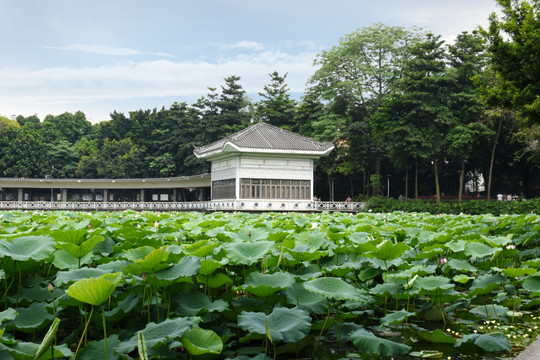 荷花池