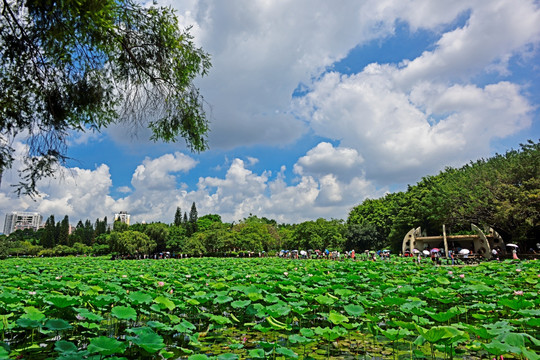 深圳洪湖公园