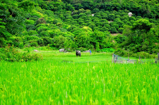 岭南田园风光 绿色田园 乡村