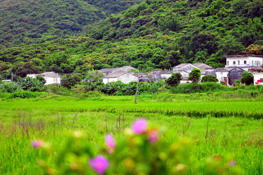 岭南田园风光 绿色田园 乡村