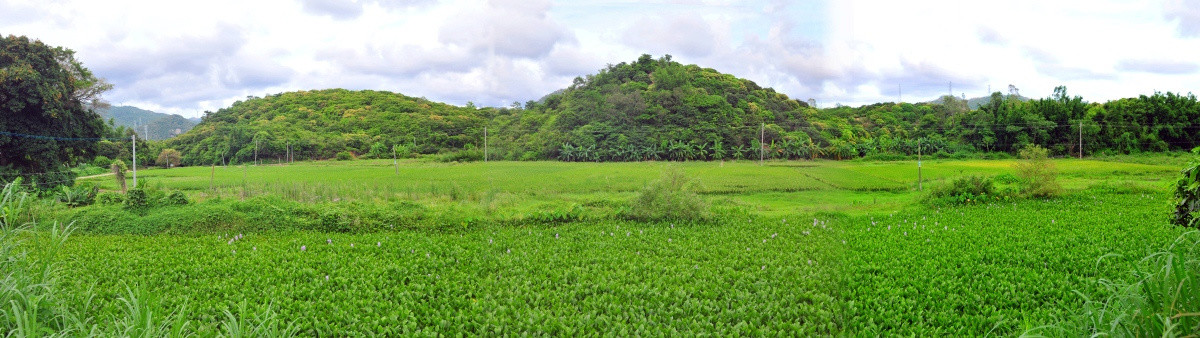 岭南田园风光 绿色田园 乡村