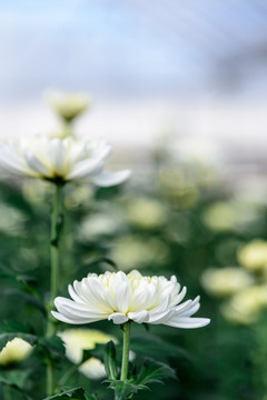 美丽的白色菊花