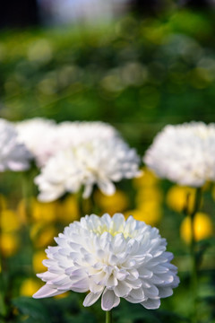 美丽的白色菊花