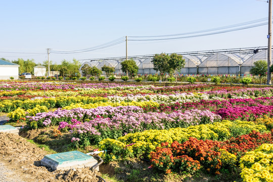 菊花培植基地