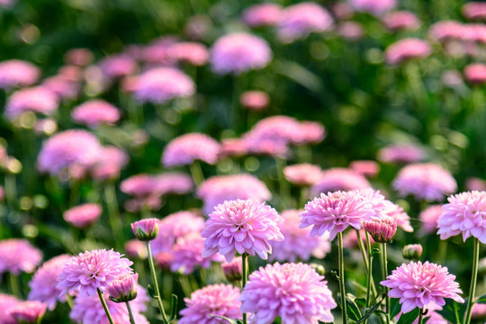 美丽的粉红色菊花