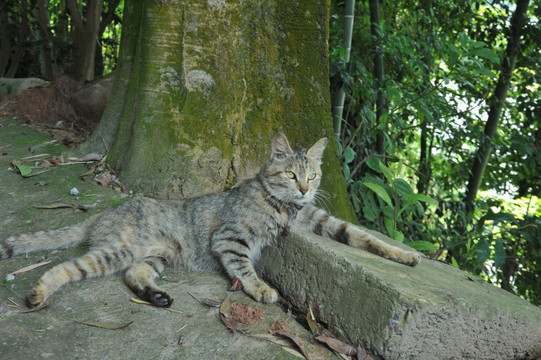 狸花猫