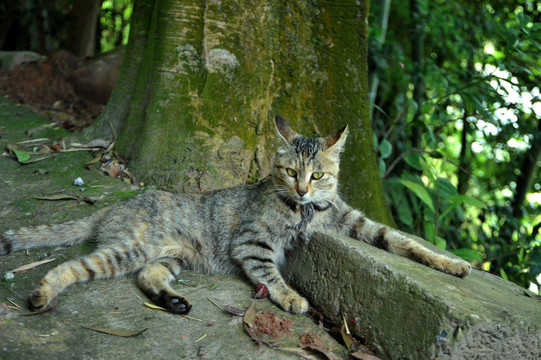 狸花猫