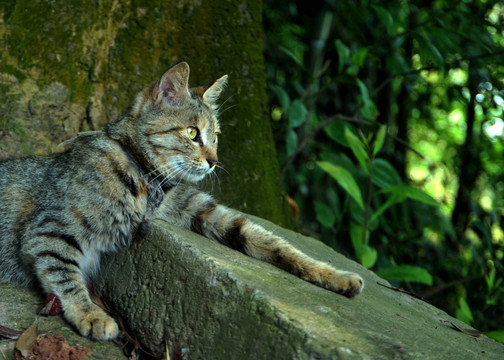 猫 狸花猫