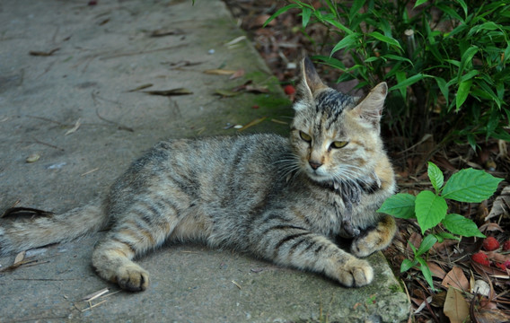 中国狸花猫