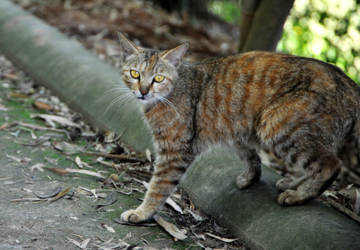 豹纹猫