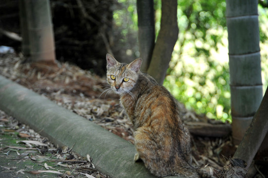 豹纹猫