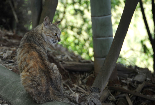 豹纹猫