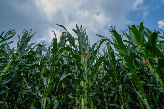 玉米地 高清农作物摄影